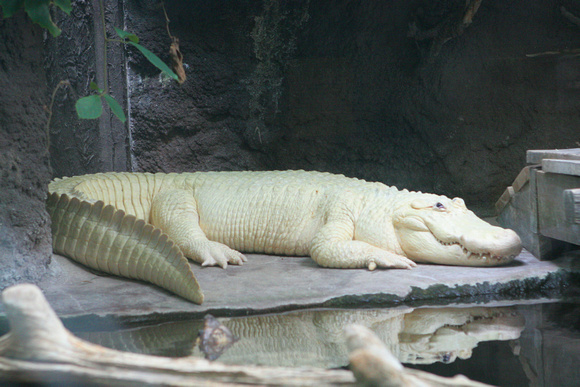 White Alligator 1646