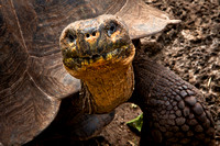 Galapagos Giant Tortoise Isabela Island